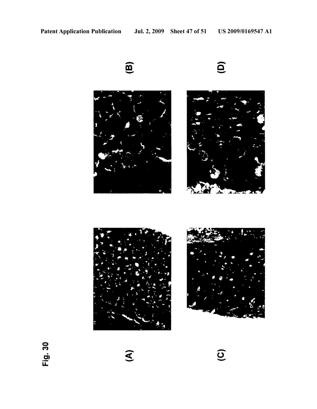 MONOCLONAL ANTIBODIES AGAINST CLAUDIN-18 FOR TREATMENT OF CANCER - diagram, schematic, and image 48