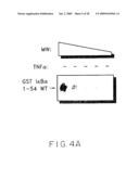 Stimulus Inducible Protein Kinase Complex and Methods of Use Therefor diagram and image