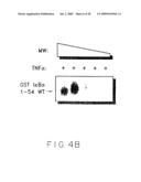 Stimulus Inducible Protein Kinase Complex and Methods of Use Therefor diagram and image