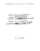 Stimulus Inducible Protein Kinase Complex and Methods of Use Therefor diagram and image