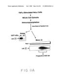 Stimulus Inducible Protein Kinase Complex and Methods of Use Therefor diagram and image