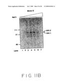 Stimulus Inducible Protein Kinase Complex and Methods of Use Therefor diagram and image