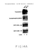 Stimulus Inducible Protein Kinase Complex and Methods of Use Therefor diagram and image