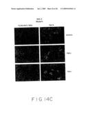 Stimulus Inducible Protein Kinase Complex and Methods of Use Therefor diagram and image