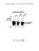 Stimulus Inducible Protein Kinase Complex and Methods of Use Therefor diagram and image
