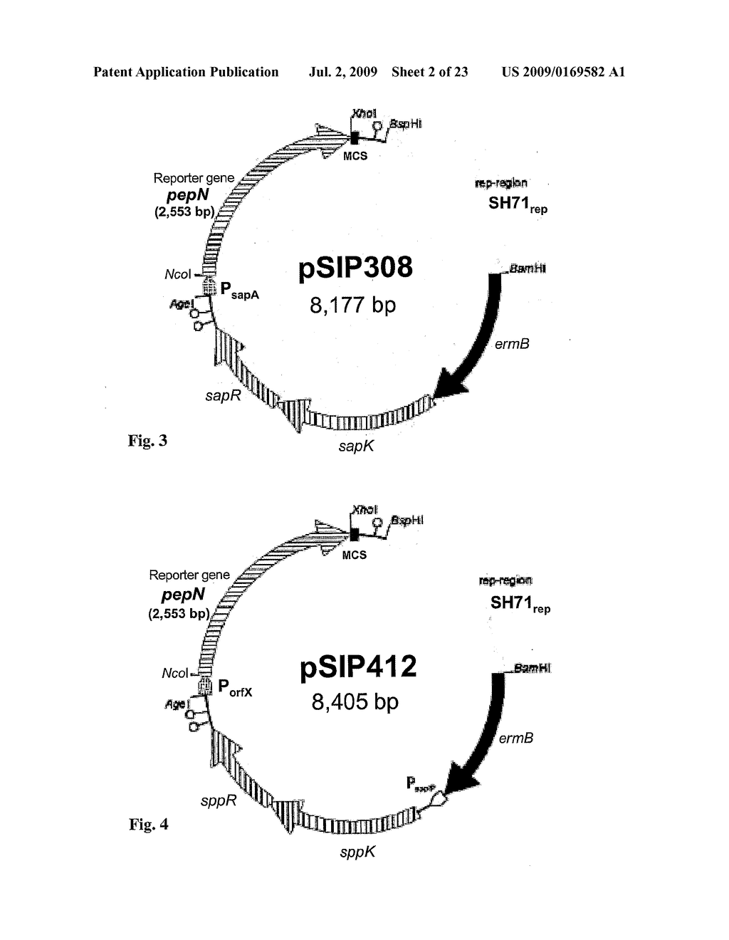 RECOMBINANT LACTOBACILLUS AND USE OF THE SAME - diagram, schematic, and image 03