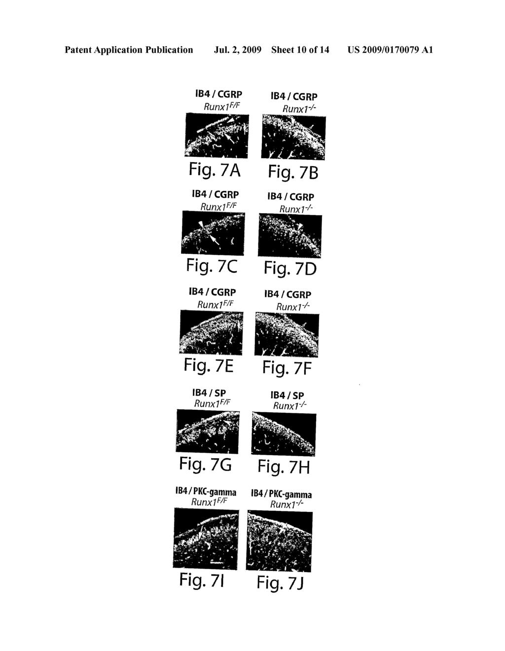 Regulation of RUNX1 for Treatment of Pain - diagram, schematic, and image 11