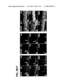 Use of Regulatory Sequences for Specific, Transient Expression in Neuronal Determined Cells diagram and image