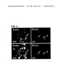 Use of Regulatory Sequences for Specific, Transient Expression in Neuronal Determined Cells diagram and image