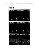 Use of Regulatory Sequences for Specific, Transient Expression in Neuronal Determined Cells diagram and image