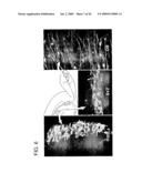 Use of Regulatory Sequences for Specific, Transient Expression in Neuronal Determined Cells diagram and image