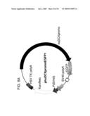 Use of Regulatory Sequences for Specific, Transient Expression in Neuronal Determined Cells diagram and image