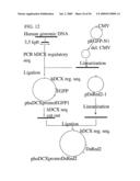 Use of Regulatory Sequences for Specific, Transient Expression in Neuronal Determined Cells diagram and image