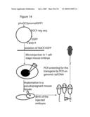 Use of Regulatory Sequences for Specific, Transient Expression in Neuronal Determined Cells diagram and image