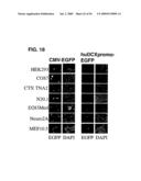 Use of Regulatory Sequences for Specific, Transient Expression in Neuronal Determined Cells diagram and image