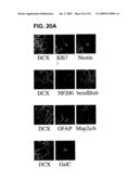 Use of Regulatory Sequences for Specific, Transient Expression in Neuronal Determined Cells diagram and image