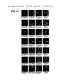 Use of Regulatory Sequences for Specific, Transient Expression in Neuronal Determined Cells diagram and image