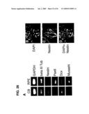 Use of Regulatory Sequences for Specific, Transient Expression in Neuronal Determined Cells diagram and image