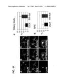 Use of Regulatory Sequences for Specific, Transient Expression in Neuronal Determined Cells diagram and image