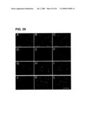 Use of Regulatory Sequences for Specific, Transient Expression in Neuronal Determined Cells diagram and image