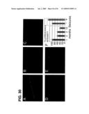 Use of Regulatory Sequences for Specific, Transient Expression in Neuronal Determined Cells diagram and image