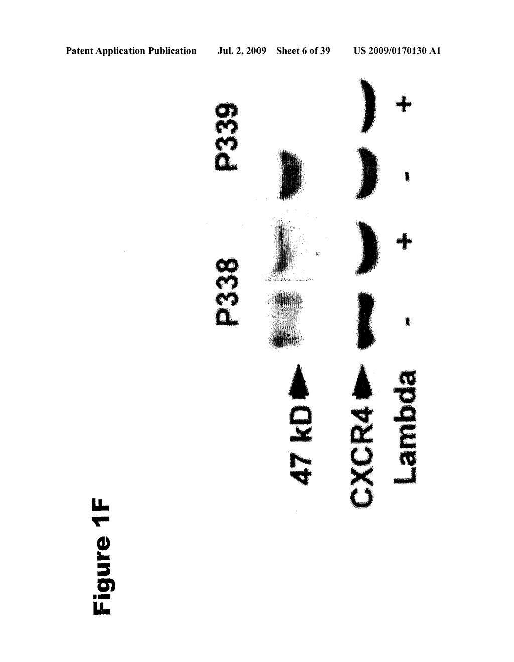 Phosphospecific Chemokine Receptor Antibodies - diagram, schematic, and image 07