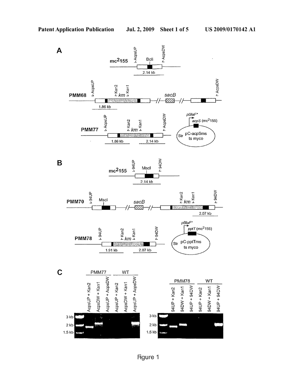 USE OF 4'-PHOSPHOPANTETHEINYL TRANSFERASE AS A TARGET FOR IDENTIFYING ANTIBIOTIC MOLECULES - diagram, schematic, and image 02