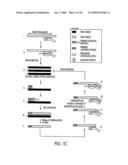 METHOD FOR MAKING AVAILABLE A PRIMING OLIGONUCLEOTIDE diagram and image