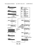 METHOD FOR MAKING AVAILABLE A PRIMING OLIGONUCLEOTIDE diagram and image