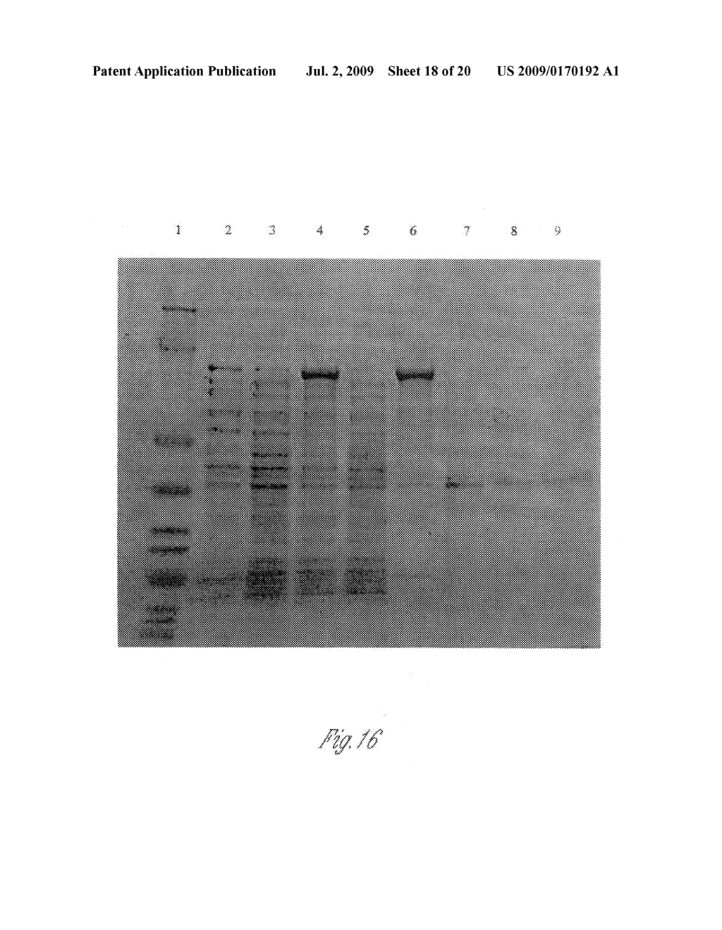 METHODS AND DNA CONSTRUCTS FOR HIGH YIELD PRODUCTION OF POLYPEPTIDES - diagram, schematic, and image 19