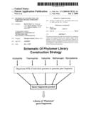 Methods of constructing and screening diverse expression libraries diagram and image