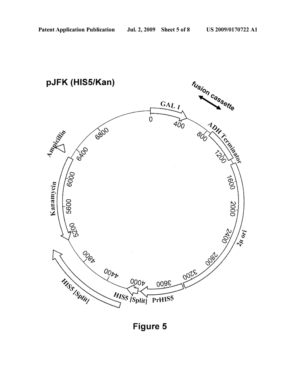 Methods of constructing and screening diverse expression libraries - diagram, schematic, and image 06