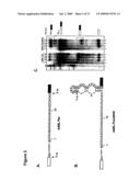 ARTIFICIAL RIBOSWITCH FOR CONTROLLING PRE-MRNA SPLICING diagram and image