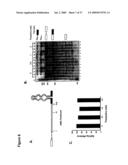 ARTIFICIAL RIBOSWITCH FOR CONTROLLING PRE-MRNA SPLICING diagram and image