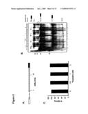 ARTIFICIAL RIBOSWITCH FOR CONTROLLING PRE-MRNA SPLICING diagram and image