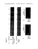 ARTIFICIAL RIBOSWITCH FOR CONTROLLING PRE-MRNA SPLICING diagram and image