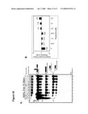 ARTIFICIAL RIBOSWITCH FOR CONTROLLING PRE-MRNA SPLICING diagram and image