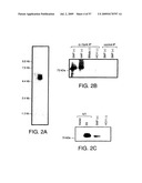 Hunk, a snfi-related kinase essential for mammary tumor metastasis diagram and image