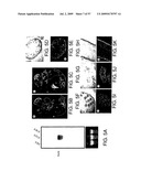 Hunk, a snfi-related kinase essential for mammary tumor metastasis diagram and image