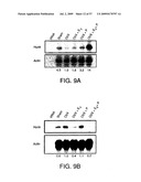 Hunk, a snfi-related kinase essential for mammary tumor metastasis diagram and image