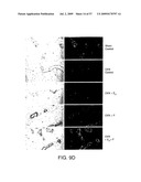 Hunk, a snfi-related kinase essential for mammary tumor metastasis diagram and image