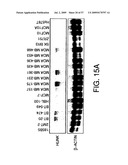 Hunk, a snfi-related kinase essential for mammary tumor metastasis diagram and image