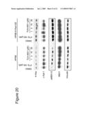 METHODS FOR TREATING RAS DRIVEN CANCER IN A SUBJECT diagram and image