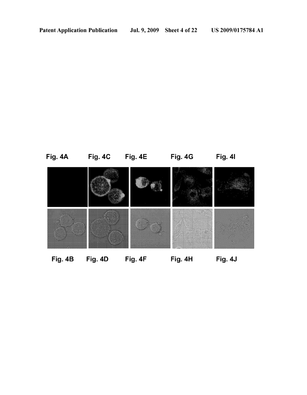 Anti-Alpha V Immunoliposome Composition, Methods, and Uses - diagram, schematic, and image 05