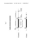 PRELAMIN A PRE PEPTIDE AS A UNIVERSAL STEM CELL DIFFERENTIATION SIGNAL diagram and image