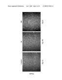 PRELAMIN A PRE PEPTIDE AS A UNIVERSAL STEM CELL DIFFERENTIATION SIGNAL diagram and image