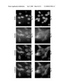 PRELAMIN A PRE PEPTIDE AS A UNIVERSAL STEM CELL DIFFERENTIATION SIGNAL diagram and image