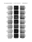 PRELAMIN A PRE PEPTIDE AS A UNIVERSAL STEM CELL DIFFERENTIATION SIGNAL diagram and image