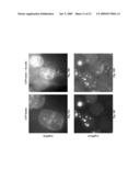 PRELAMIN A PRE PEPTIDE AS A UNIVERSAL STEM CELL DIFFERENTIATION SIGNAL diagram and image