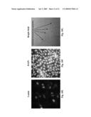 PRELAMIN A PRE PEPTIDE AS A UNIVERSAL STEM CELL DIFFERENTIATION SIGNAL diagram and image